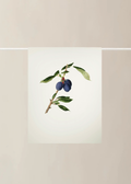 Lettuce Tea Towel | Plums